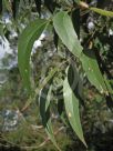 Eucalyptus fastigiata