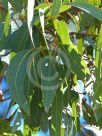 Eucalyptus fibrosa