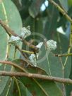 Eucalyptus globulus