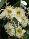 Eucalyptus globulus