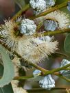 Eucalyptus globulus