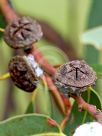 Eucalyptus globulus