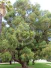 Eucalyptus gomphocephala
