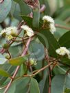 Eucalyptus gongylocarpa