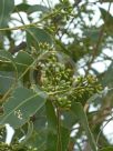 Eucalyptus grandis