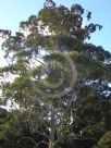 Eucalyptus grandis