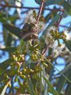 Eucalyptus gregsoniana