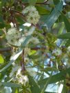 Eucalyptus gregsoniana