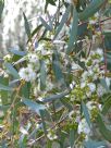 Eucalyptus gregsoniana