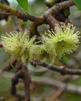 Eucalyptus grossa