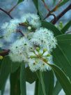 Eucalyptus haemastoma