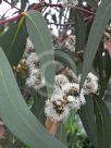 Eucalyptus haemastoma