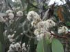 Eucalyptus haemastoma