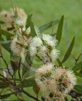 Eucalyptus incrassata