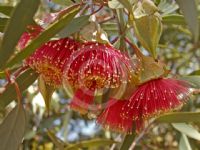 Eucalyptus kingsmillii alatissima