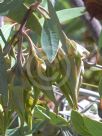 Eucalyptus kingsmillii kingsmillii