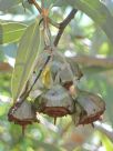 Eucalyptus kingsmillii kingsmillii