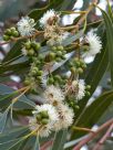 Eucalyptus kitsoniana