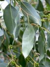 Eucalyptus kitsoniana