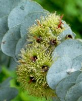 Eucalyptus kruseana