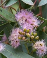 Eucalyptus lansdowneana