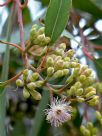 Eucalyptus lansdowneana