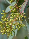 Eucalyptus largiflorens