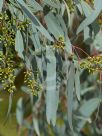 Eucalyptus largiflorens