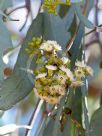 Eucalyptus largiflorens