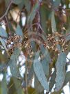 Eucalyptus largiflorens