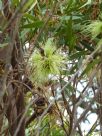 Eucalyptus lehmannii