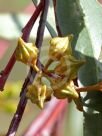 Eucalyptus lesouefii