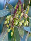 Eucalyptus leucoxylon megalocarpa