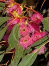 Eucalyptus leucoxylon megalocarpa