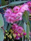 Eucalyptus leucoxylon megalocarpa