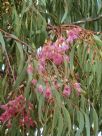 Eucalyptus leucoxylon megalocarpa