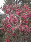 Eucalyptus leucoxylon megalocarpa