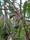 Eucalyptus leucoxylon megalocarpa