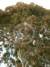 Eucalyptus leucoxylon megalocarpa