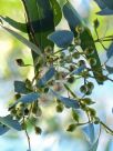 Eucalyptus leucoxylon