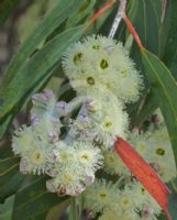 Eucalyptus luehmanniana