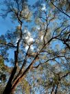 Eucalyptus macrorhyncha