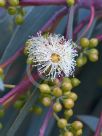 Eucalyptus mannifera mannifera