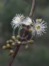 Eucalyptus mannifera mannifera