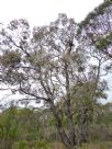 Eucalyptus mannifera mannifera