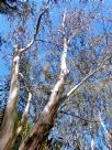 Eucalyptus megacarpa