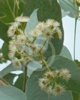 Eucalyptus melanophloia