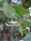 Eucalyptus melanophloia