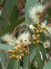 Eucalyptus melliodora