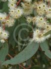 Eucalyptus melliodora